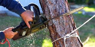 Best Arborist Consultation Services  in Clementon, NJ