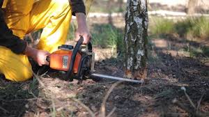 Best Emergency Tree Removal  in Clementon, NJ