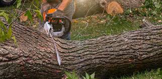 Best Lawn Disease Treatment  in Clementon, NJ