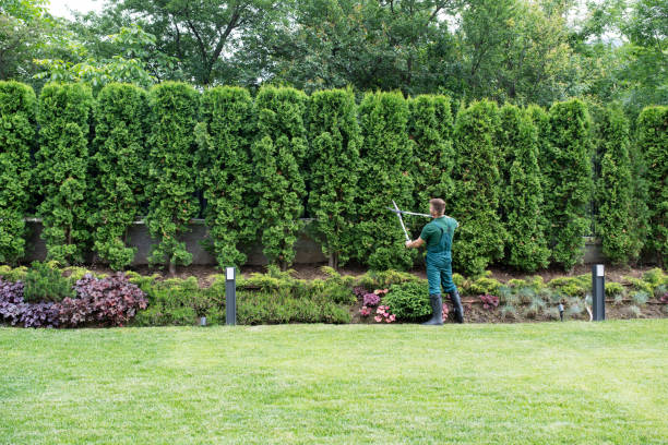 Best Tree Health Inspection  in Clementon, NJ