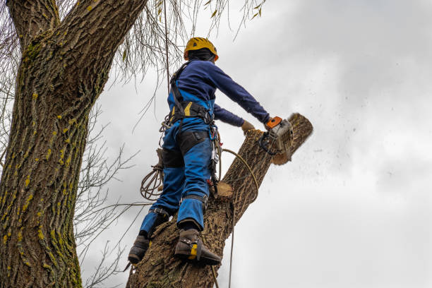 Mulching Services in Clementon, NJ