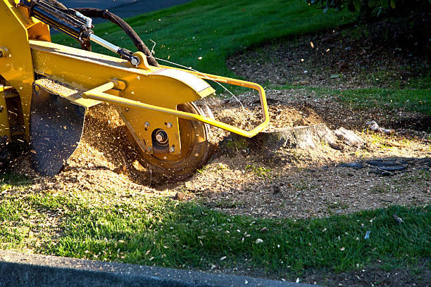 Best Aeration Services  in Clementon, NJ