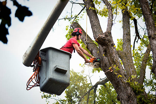 Best Utility Line Clearance  in Clementon, NJ