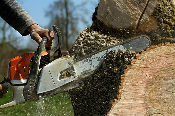 Best Tree and Shrub Care  in Clementon, NJ